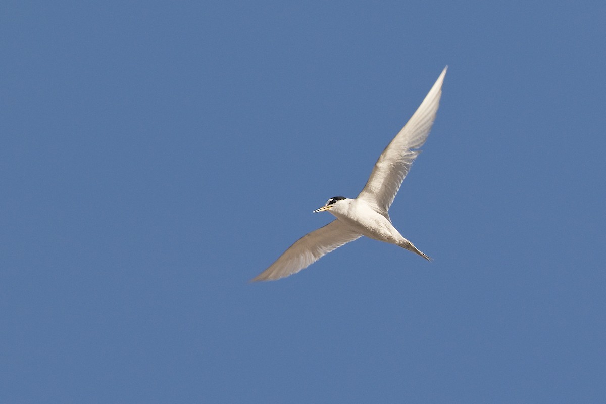 Peruvian Tern - ML283280431