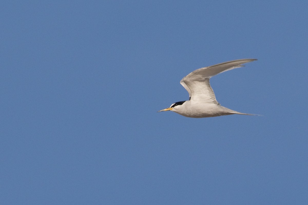 Peruvian Tern - ML283280481