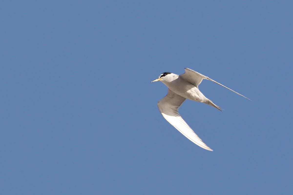 Peruvian Tern - Michel Gutierrez