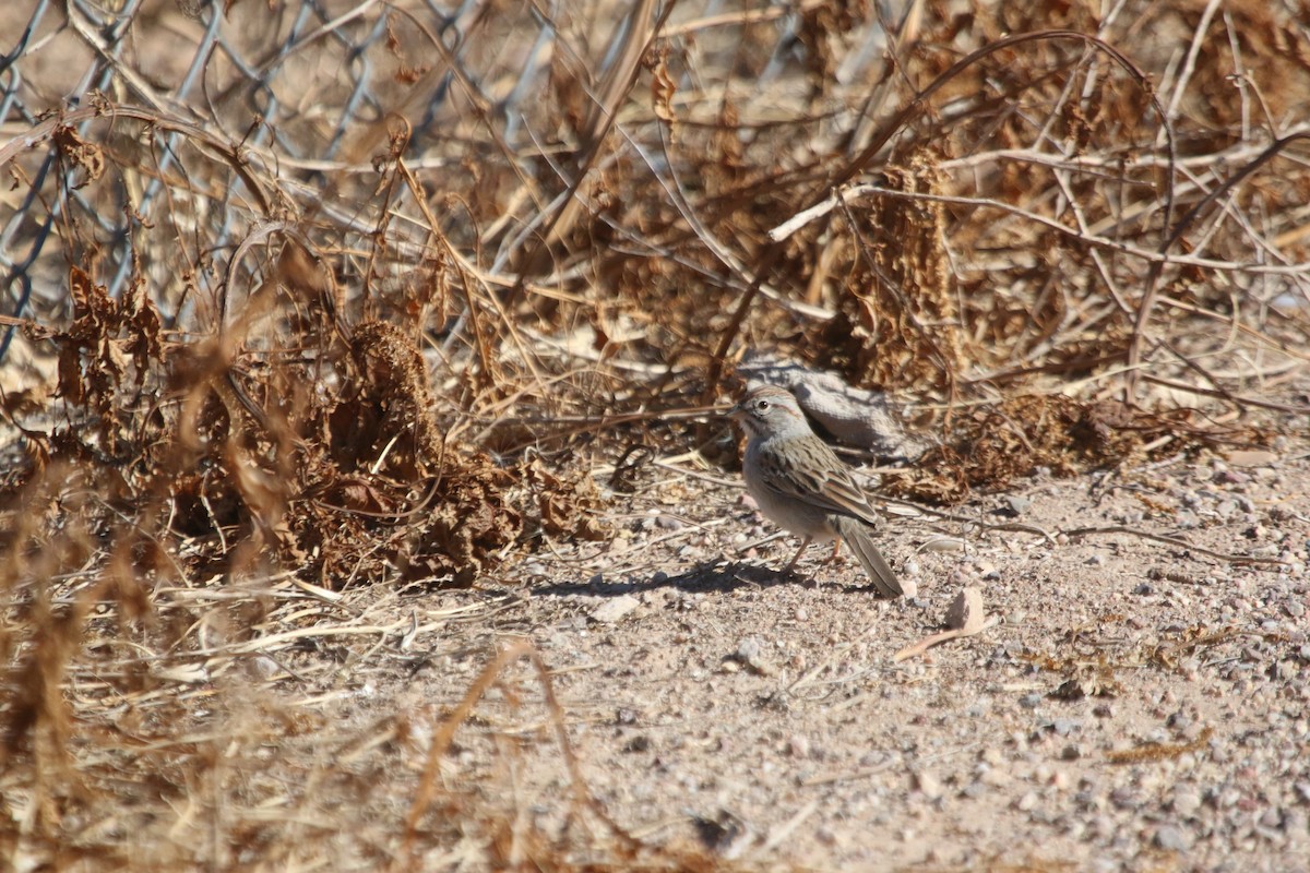 Rufous-winged Sparrow - Nolan A. Walker
