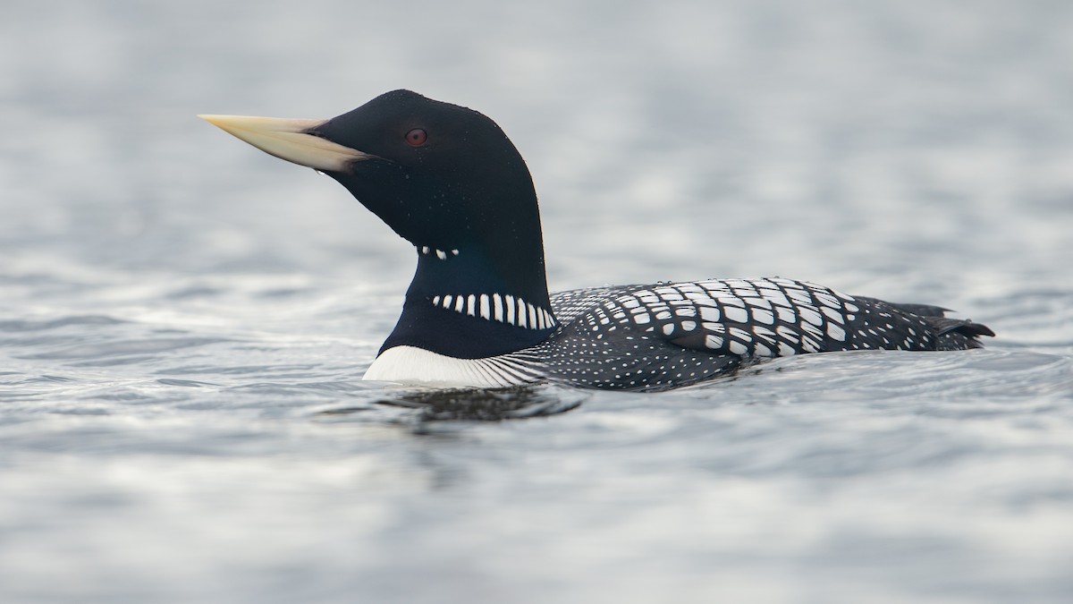 Yellow-billed Loon - ML283287151