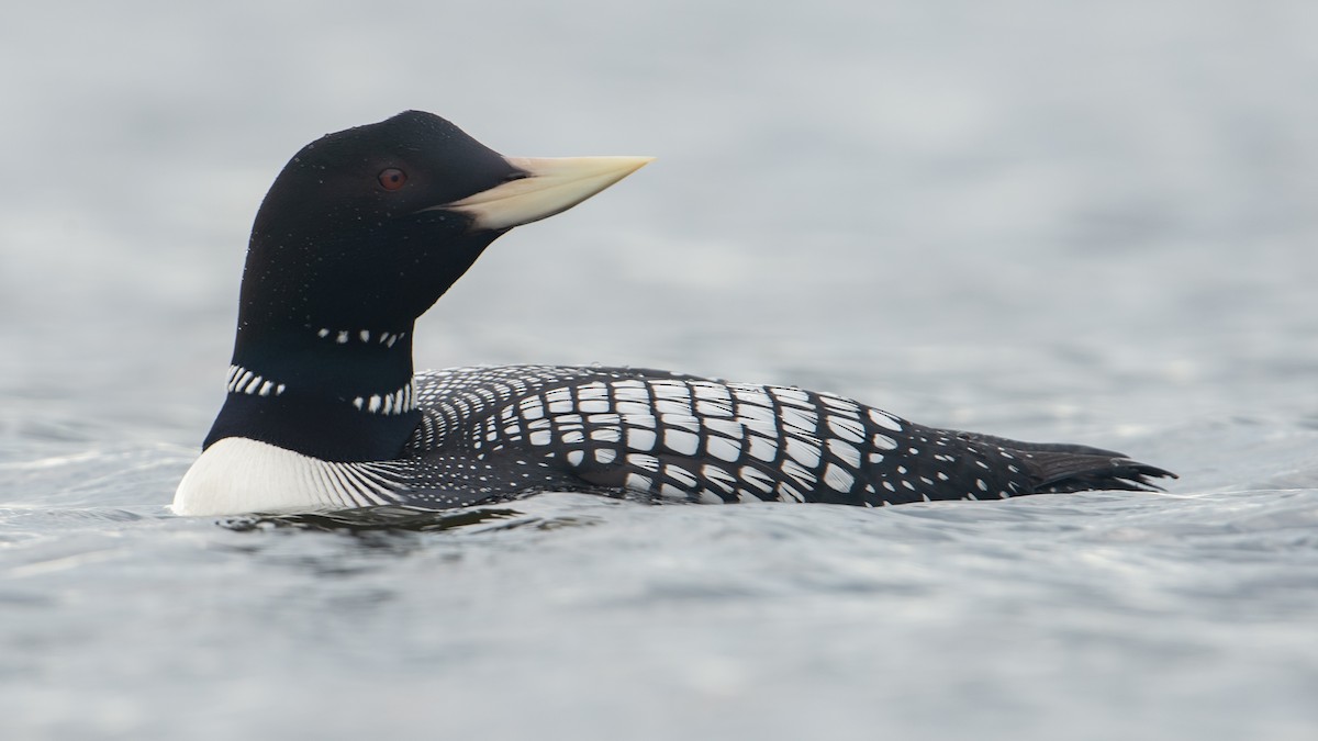 Yellow-billed Loon - ML283287411