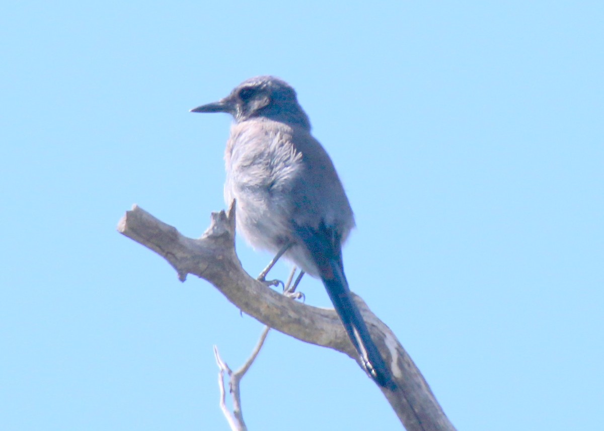 Woodhouse's Scrub-Jay - ML28328891