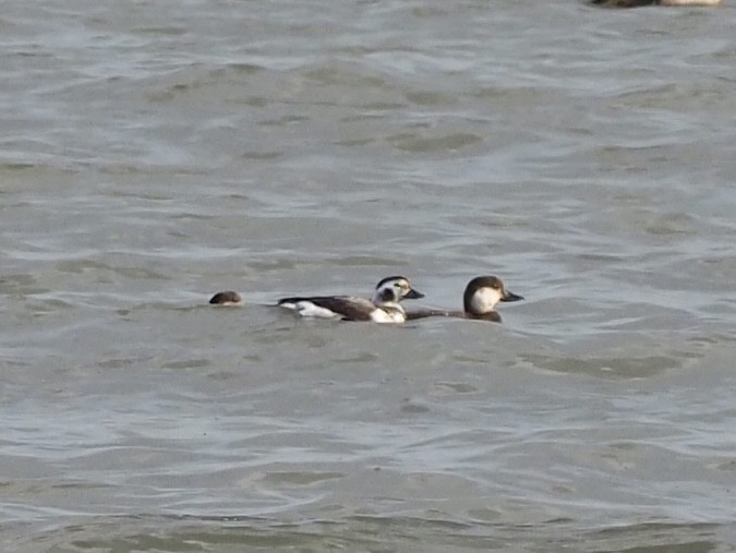 Long-tailed Duck - ML283289061