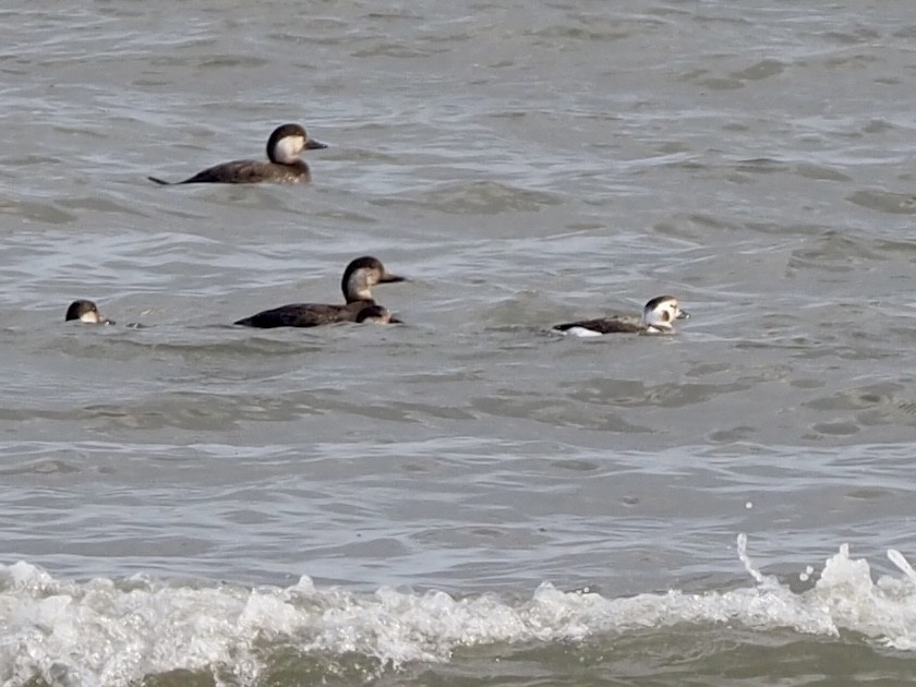 Long-tailed Duck - Yve Morrell