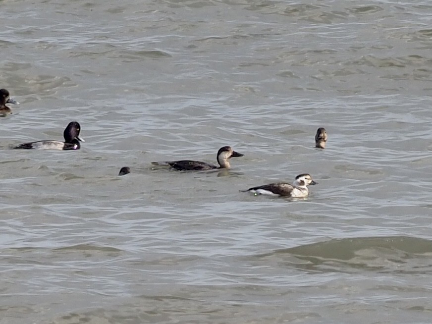 Long-tailed Duck - ML283289101