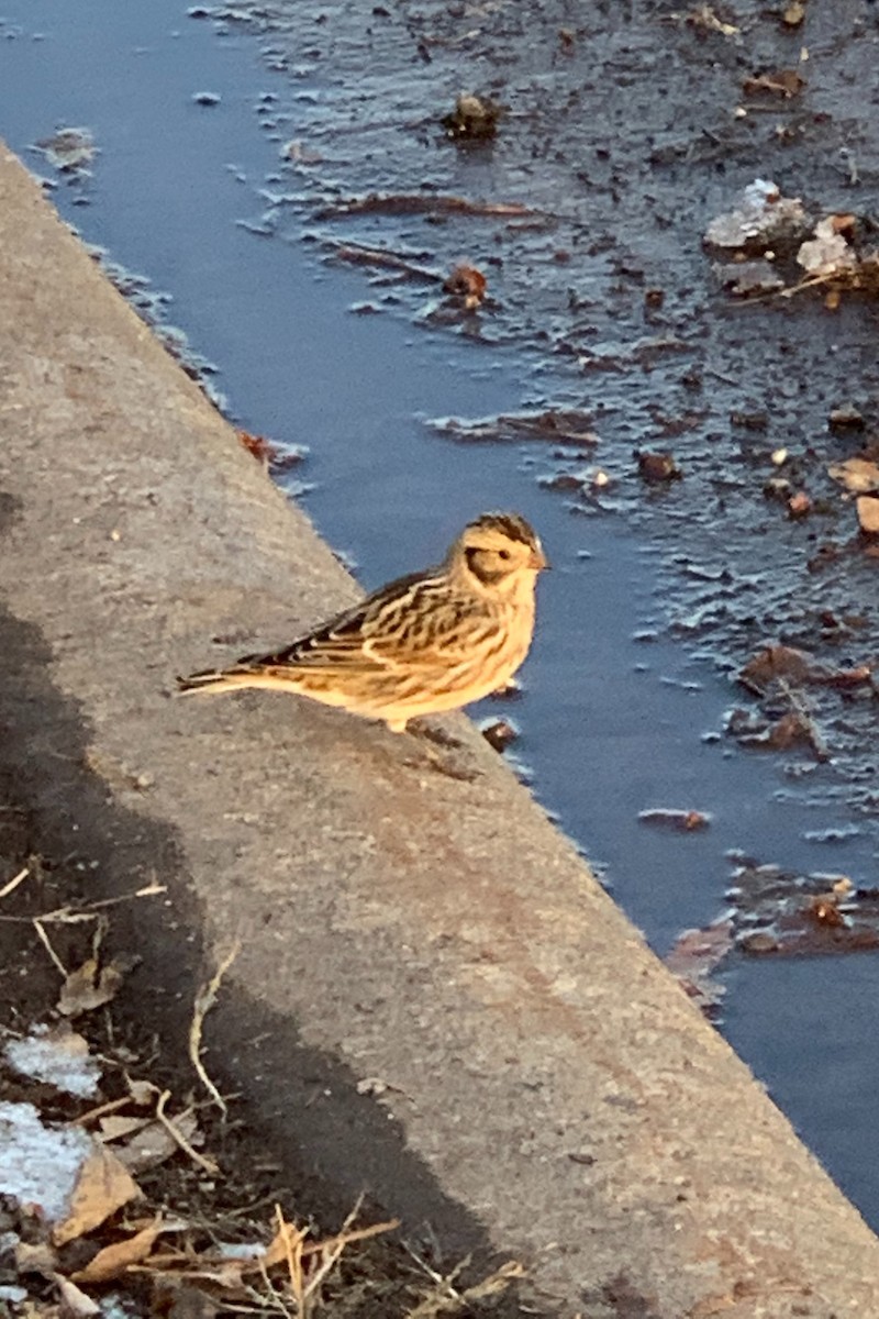 Lapland Longspur - ML283290631