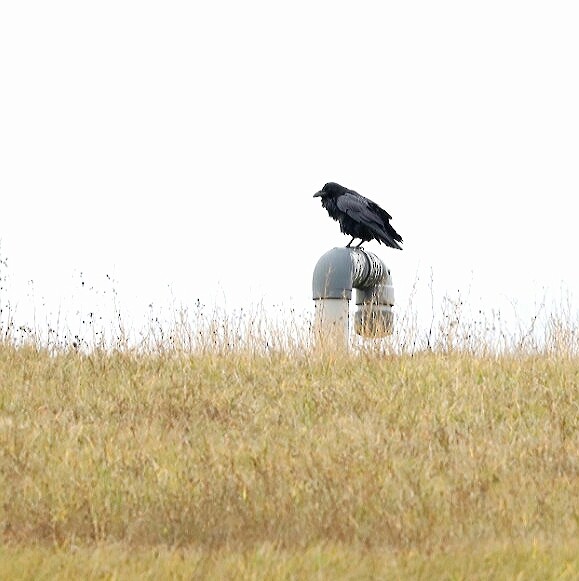 Common Raven - ML283291421