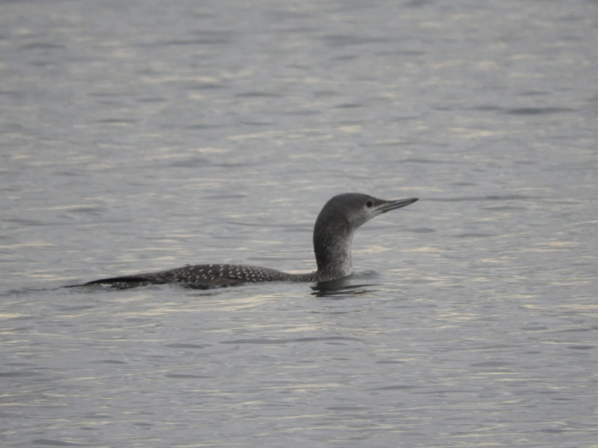 Red-throated Loon - ML283292691