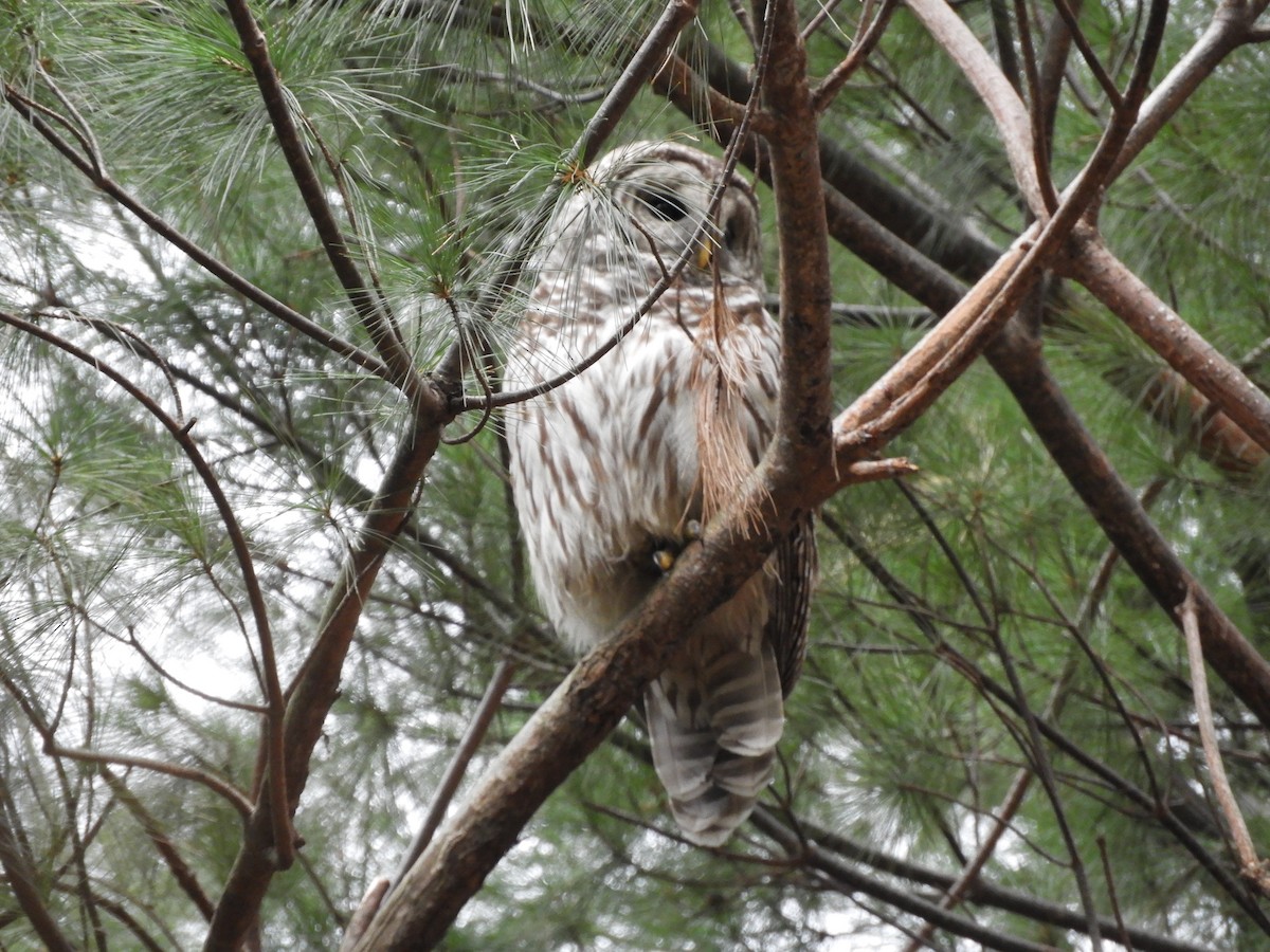 Barred Owl - ML283293371