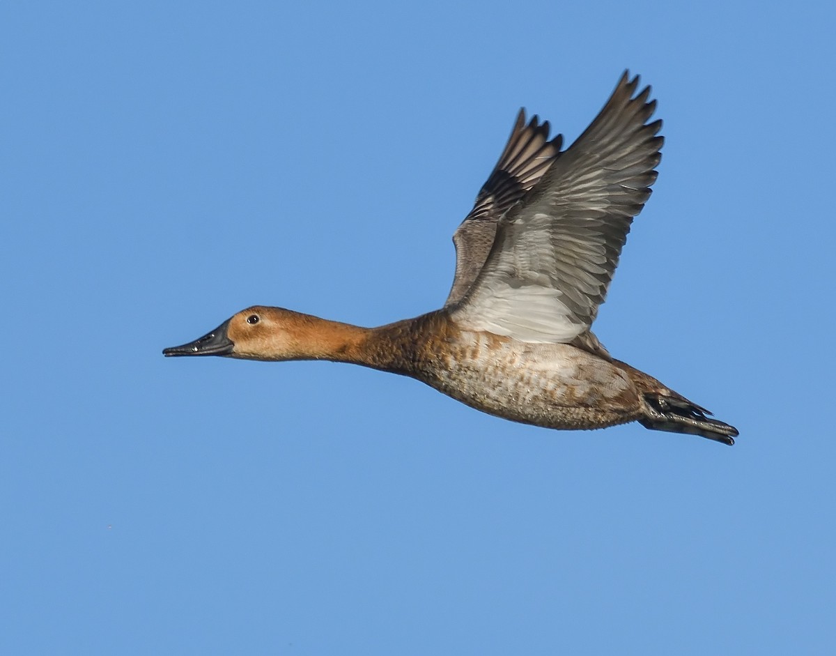 Canvasback - Jerry Ting
