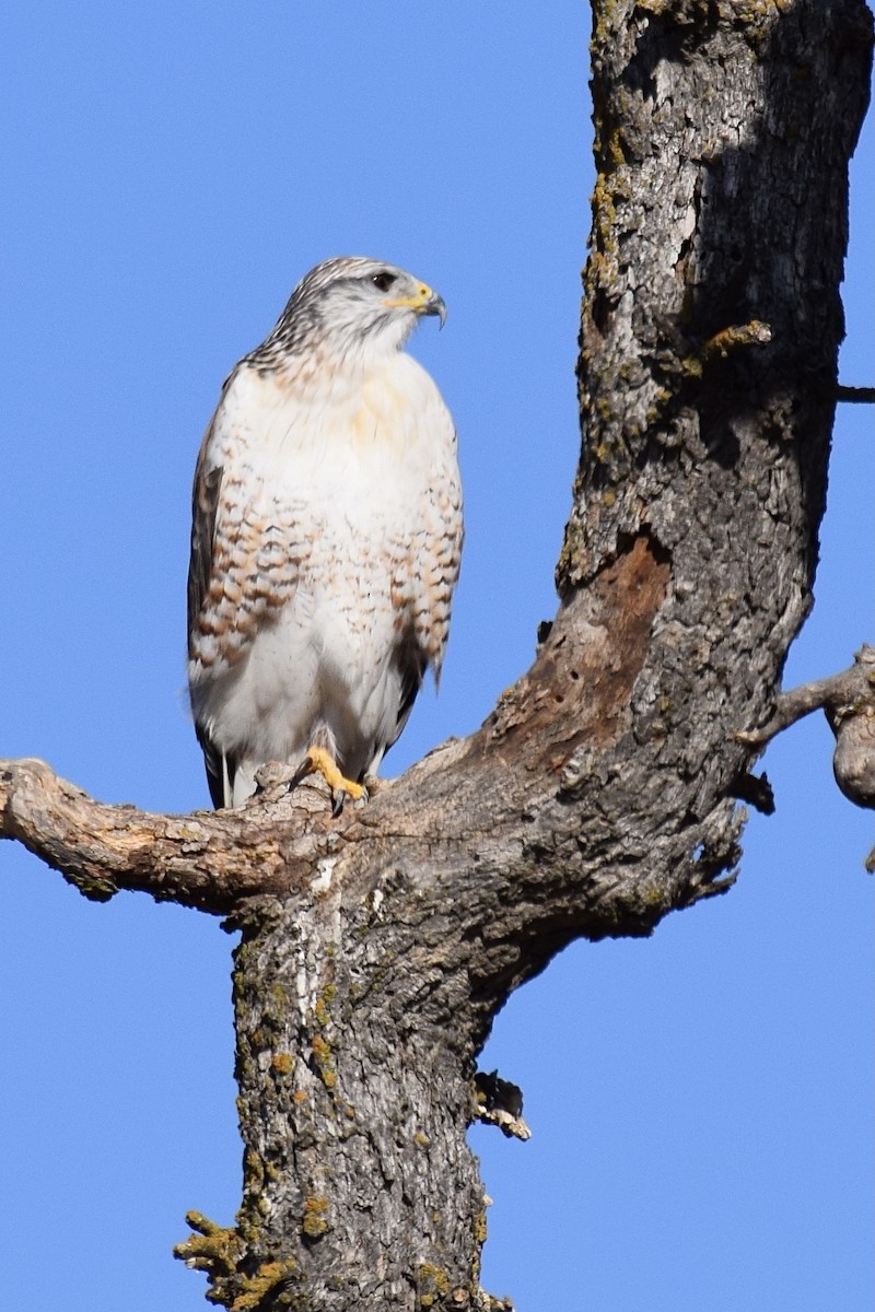 Ferruginous Hawk - ML283296691