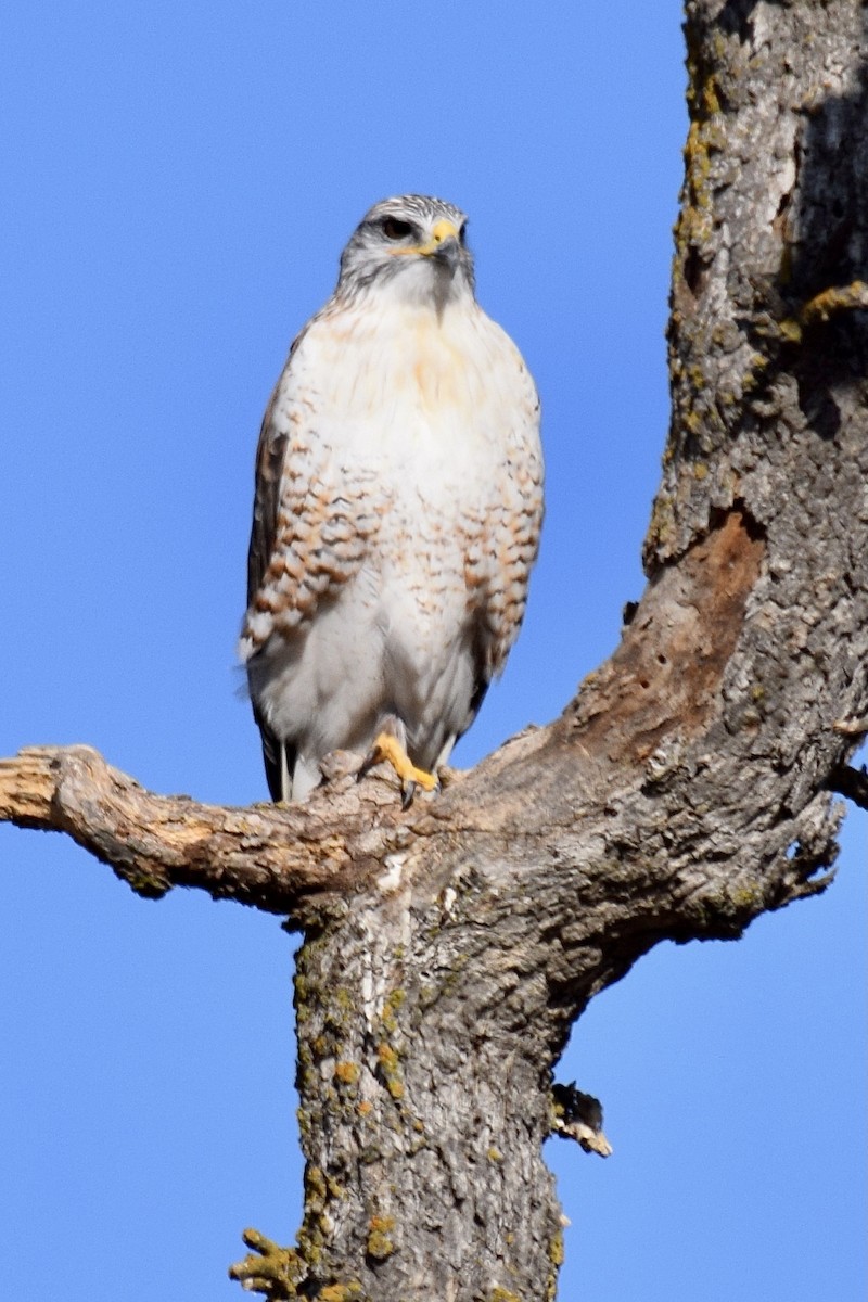 Ferruginous Hawk - Carolyn Harris