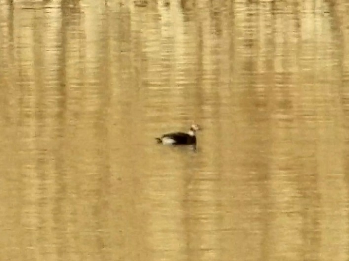 Long-tailed Duck - Weston Smith