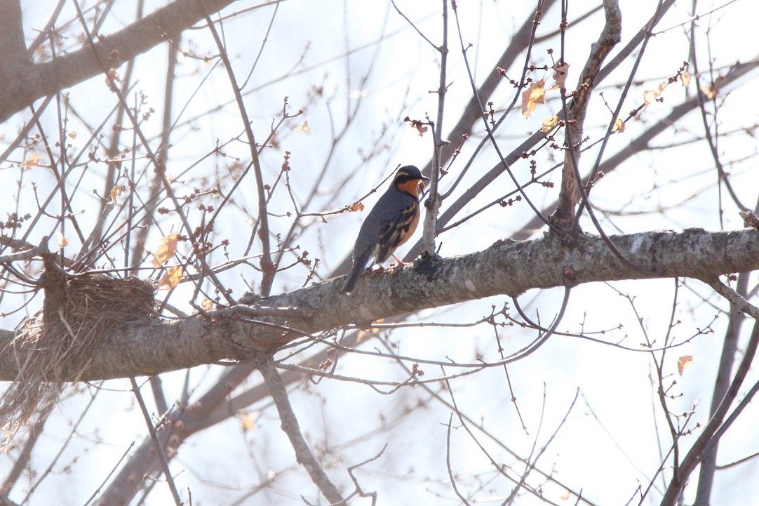 Varied Thrush - ML283297181