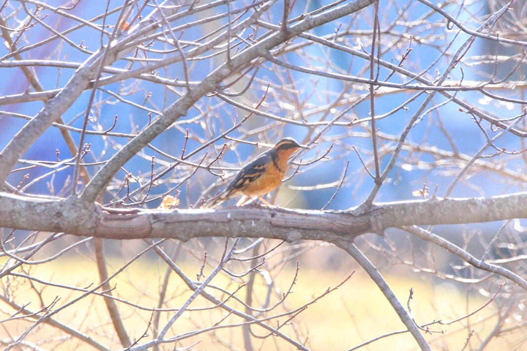 Varied Thrush - ML283297261