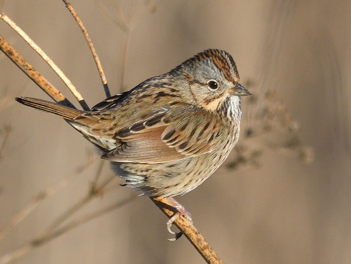 Lincoln's Sparrow - ML283297951