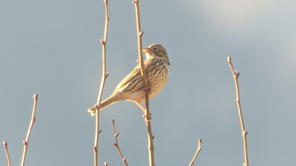 Corn Bunting - ML283298011