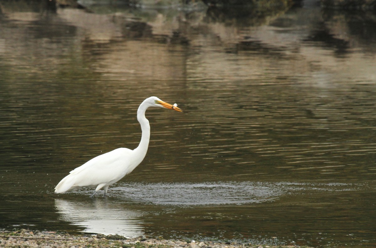 Great Egret - ML283298531