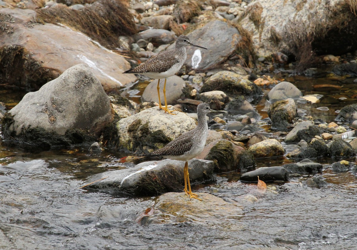 Greater Yellowlegs - ML283298771