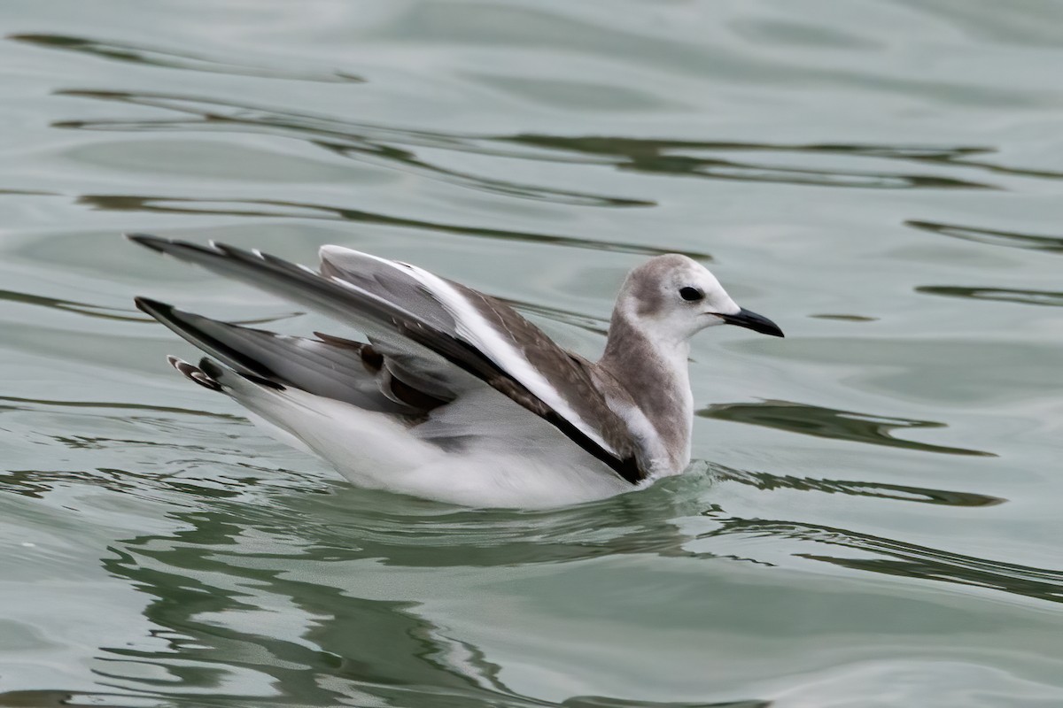 Sabine's Gull - Sue Barth