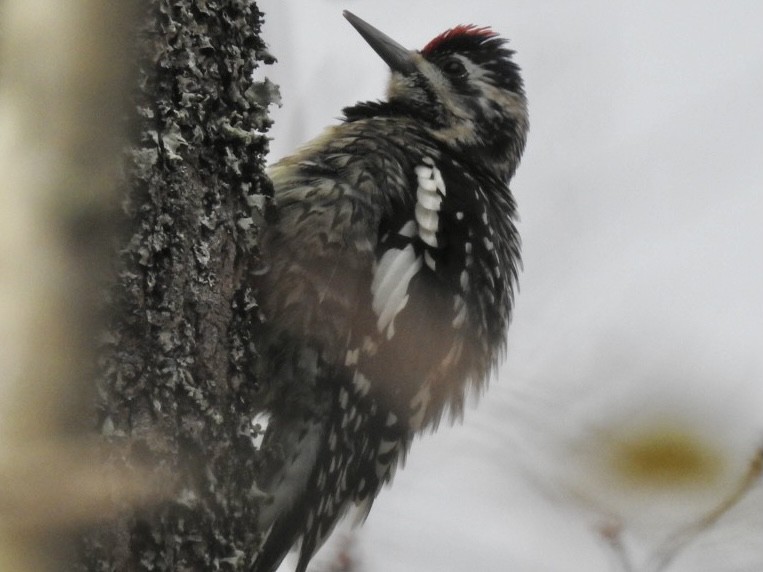 Yellow-bellied Sapsucker - ML283304701