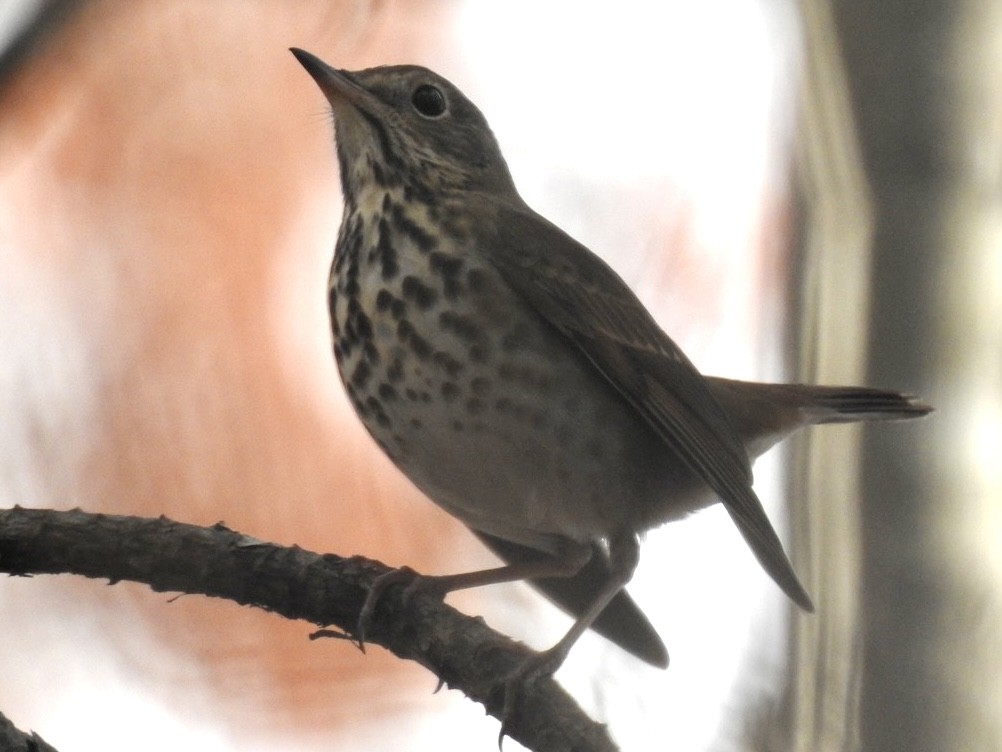 Hermit Thrush - ML283304871