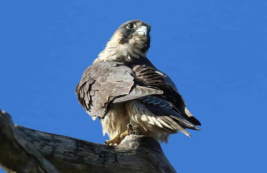 Peregrine Falcon - ML283305231