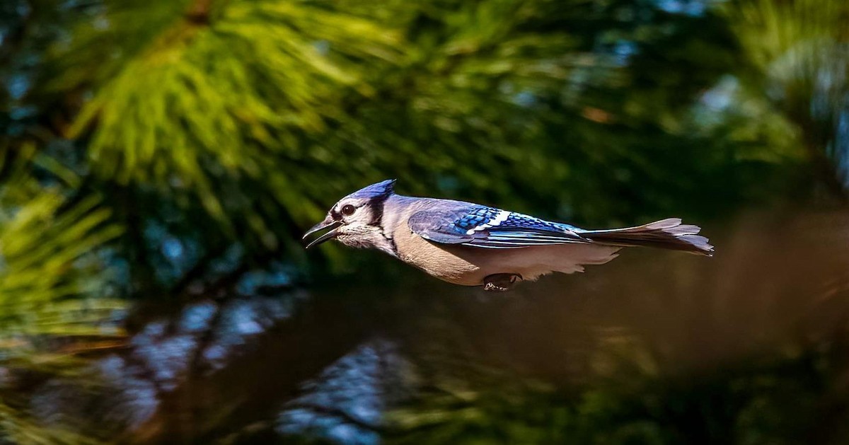 Blue Jay - Cynthia King