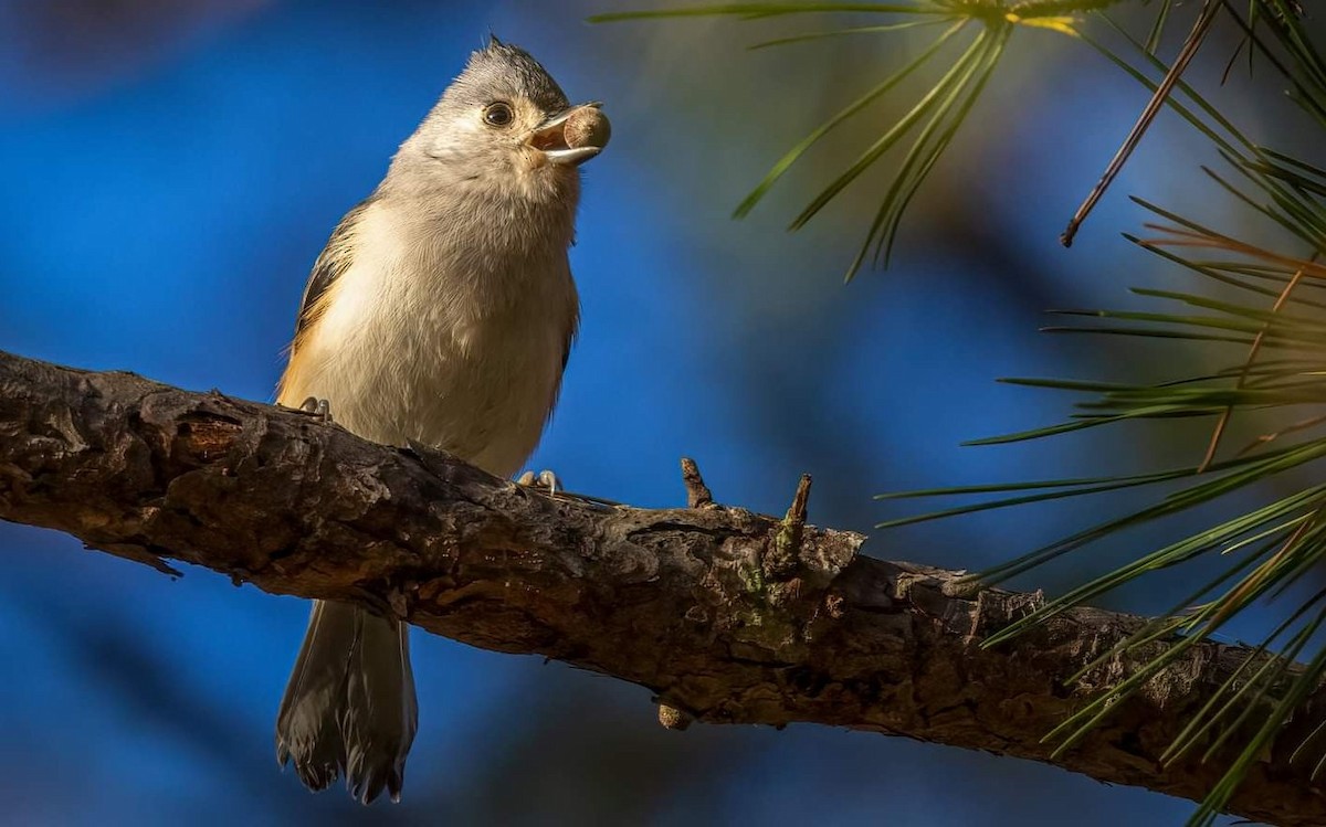 Tufted Titmouse - ML283306301