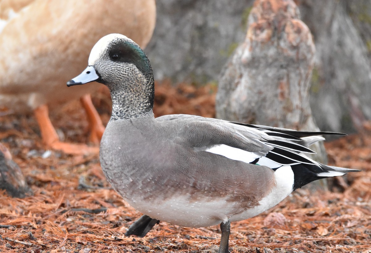 American Wigeon - Peter Olsoy