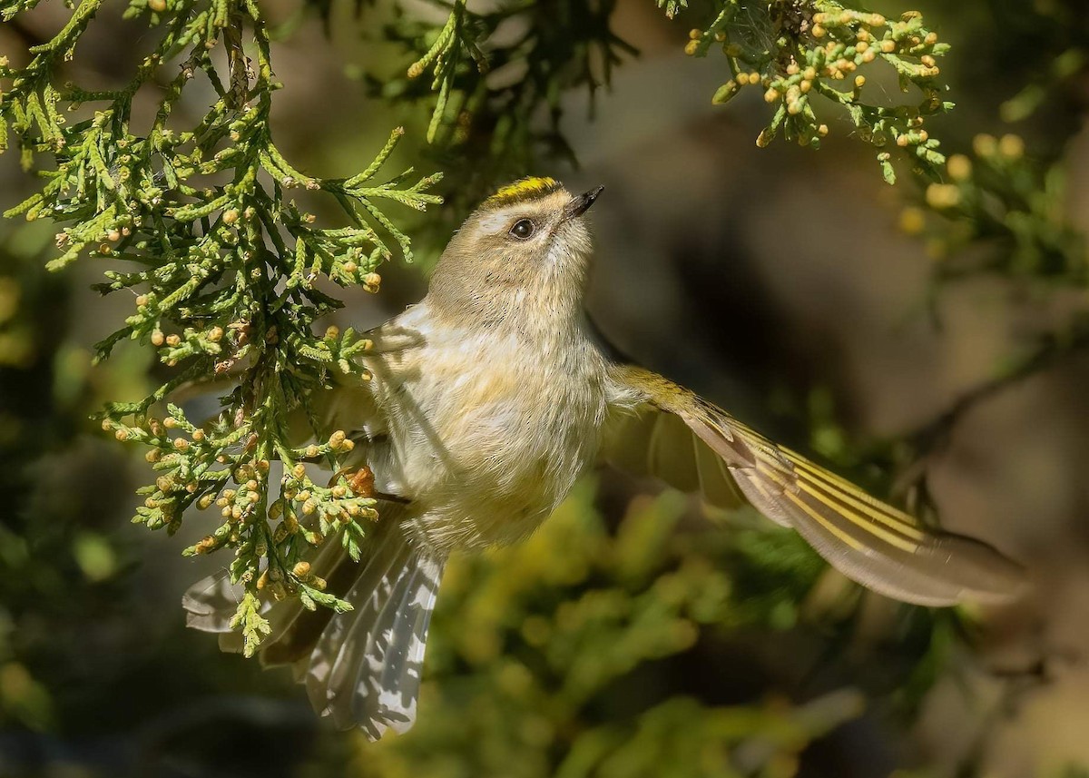 Golden-crowned Kinglet - ML283306641