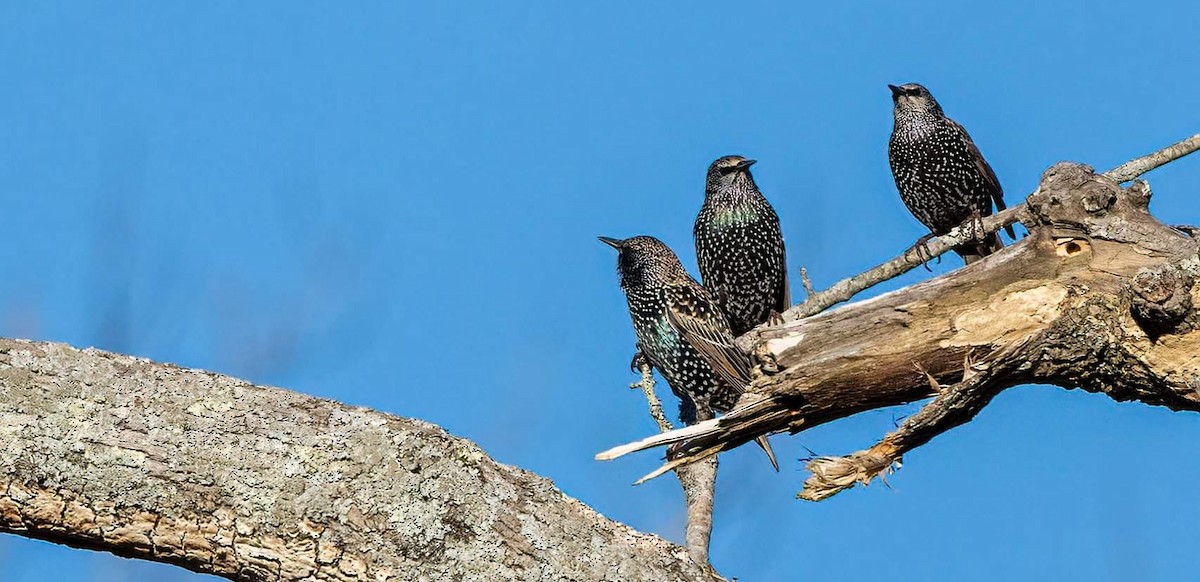 European Starling - Cynthia King