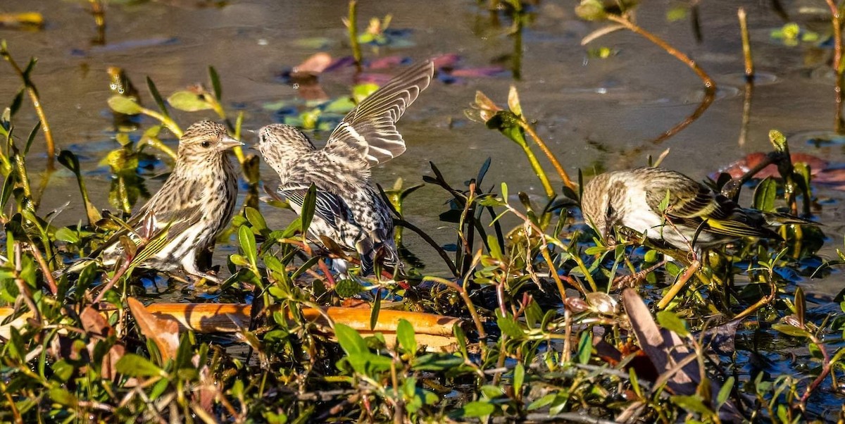 Pine Siskin - Cynthia King