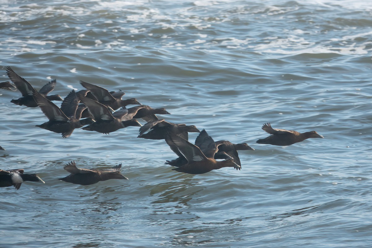 Common Eider - ML283307861