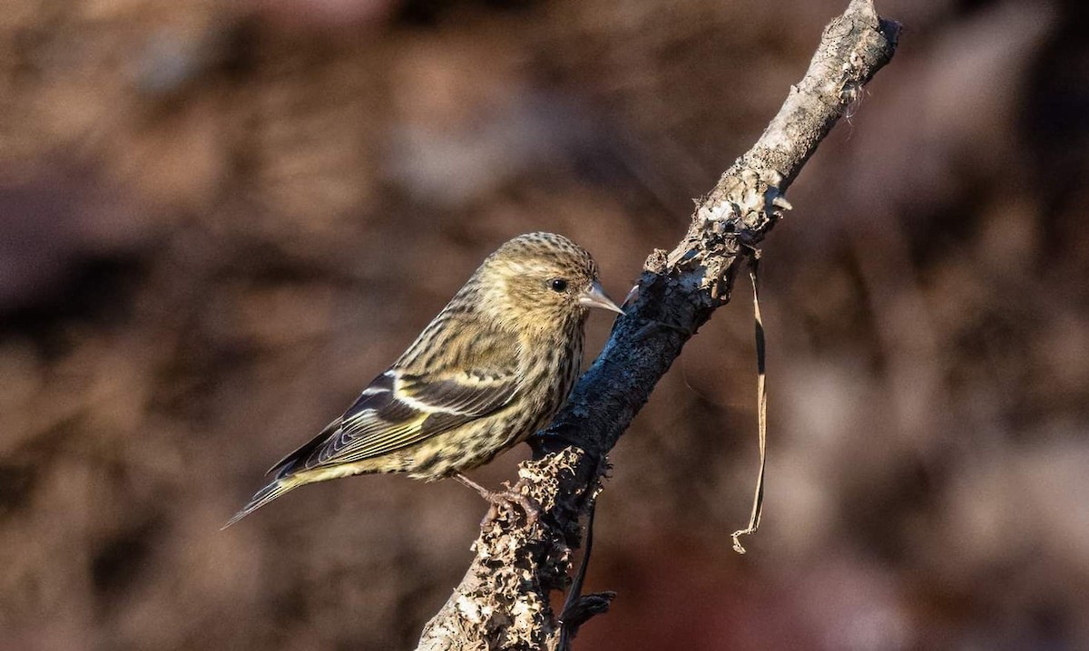 Pine Siskin - Cynthia King