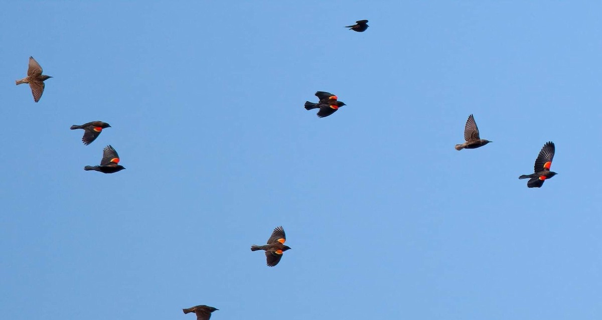 Red-winged Blackbird (Red-winged) - Cynthia King