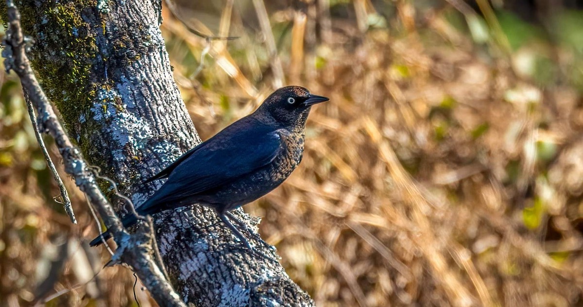 Rusty Blackbird - Cynthia King