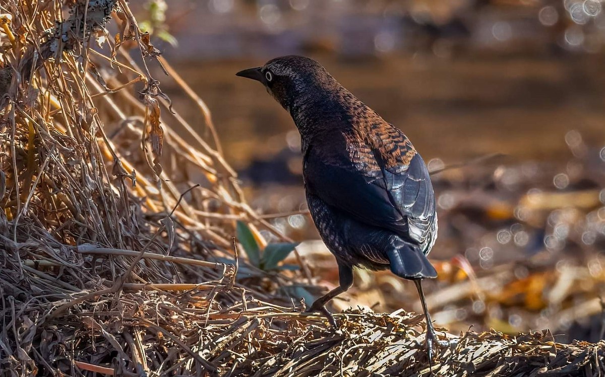 Rusty Blackbird - Cynthia King