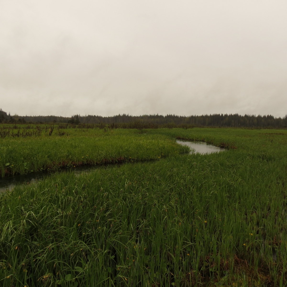 Virginia Rail - ML28331051