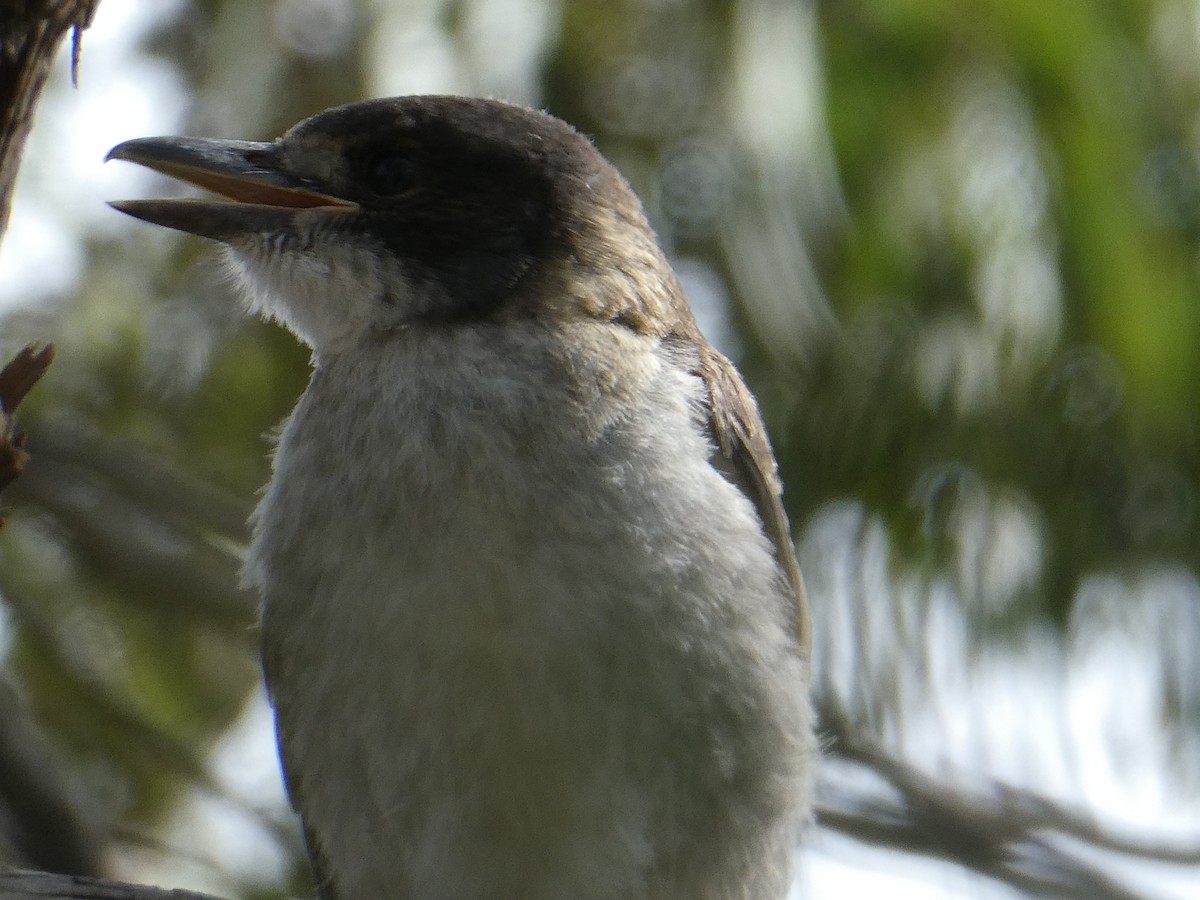 Gray Butcherbird - ML283310721