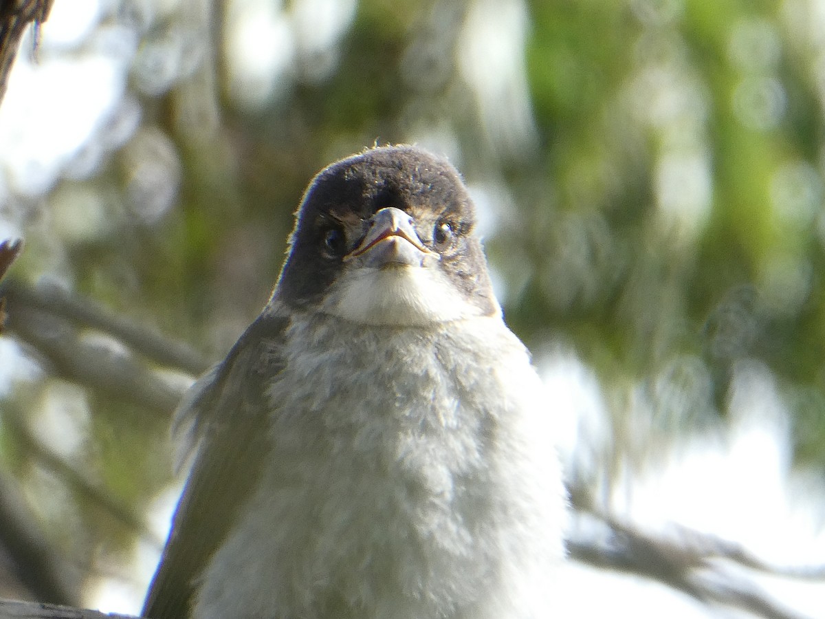 Gray Butcherbird - ML283310811