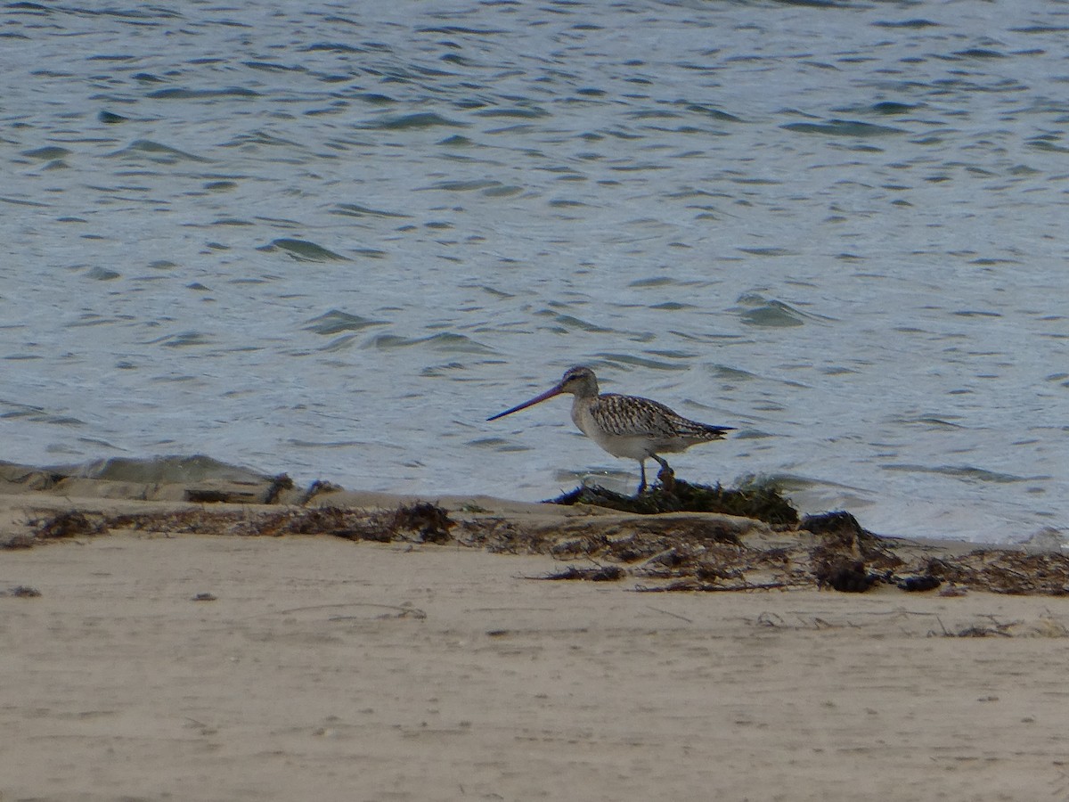 Bar-tailed Godwit - ML283311041