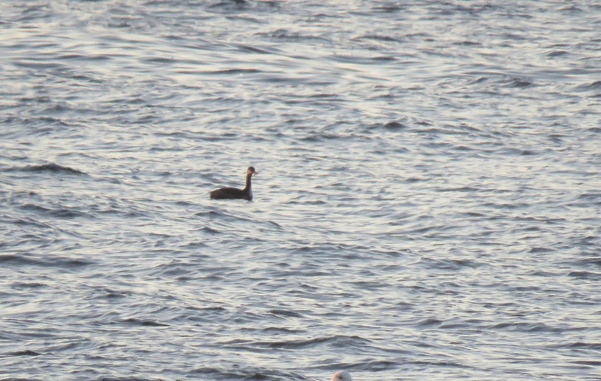 Red-necked Grebe - ML283311351