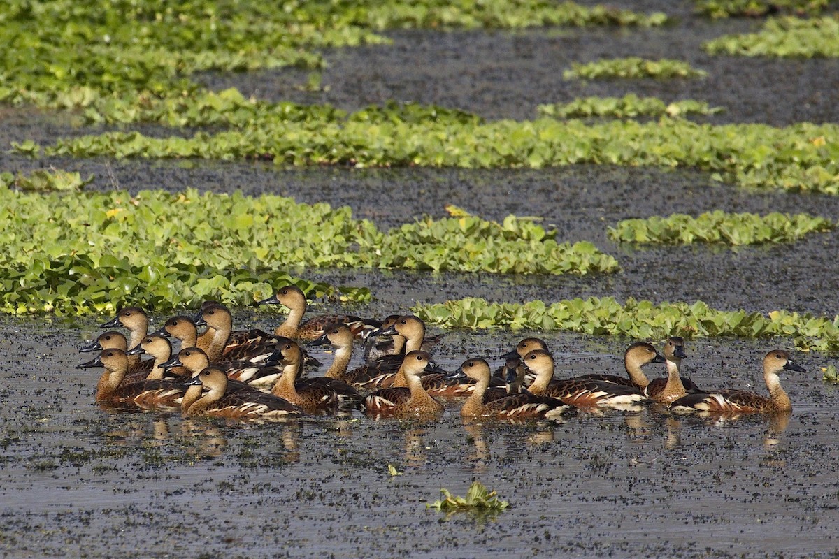 Wandering Whistling-Duck - ML28331351