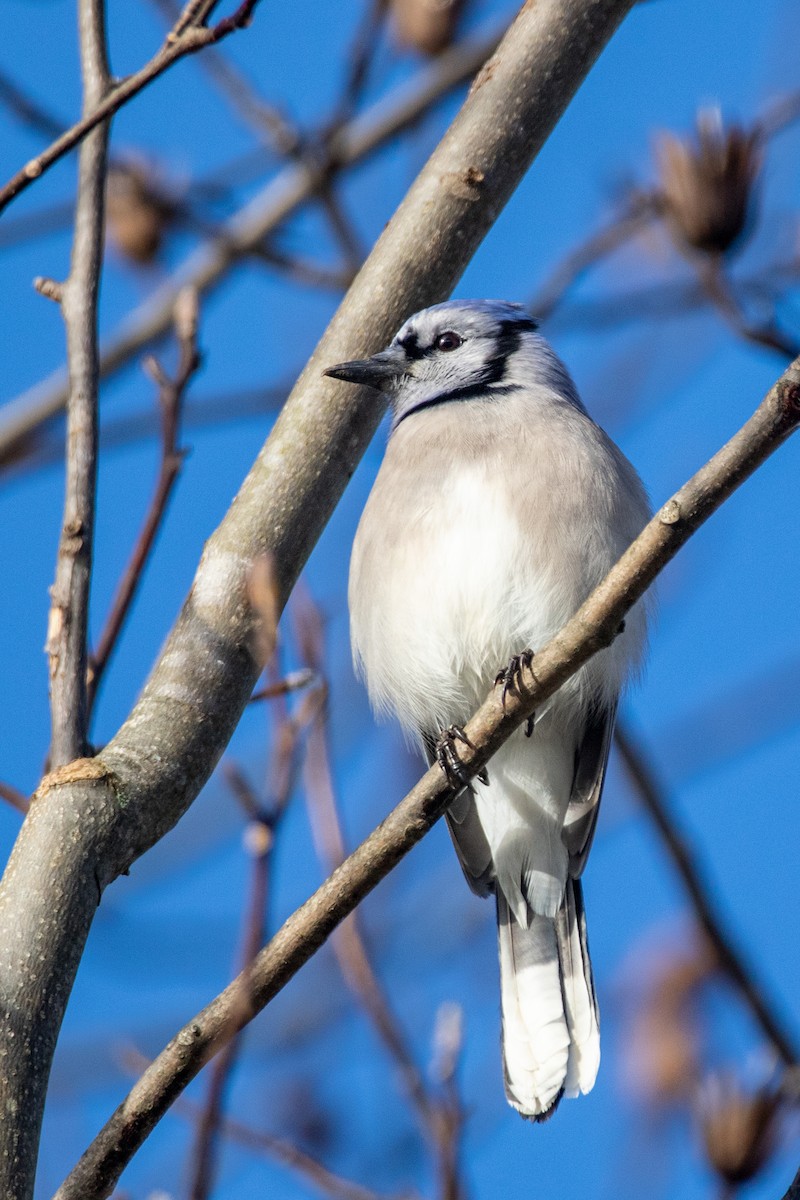 Blue Jay - ML283313891