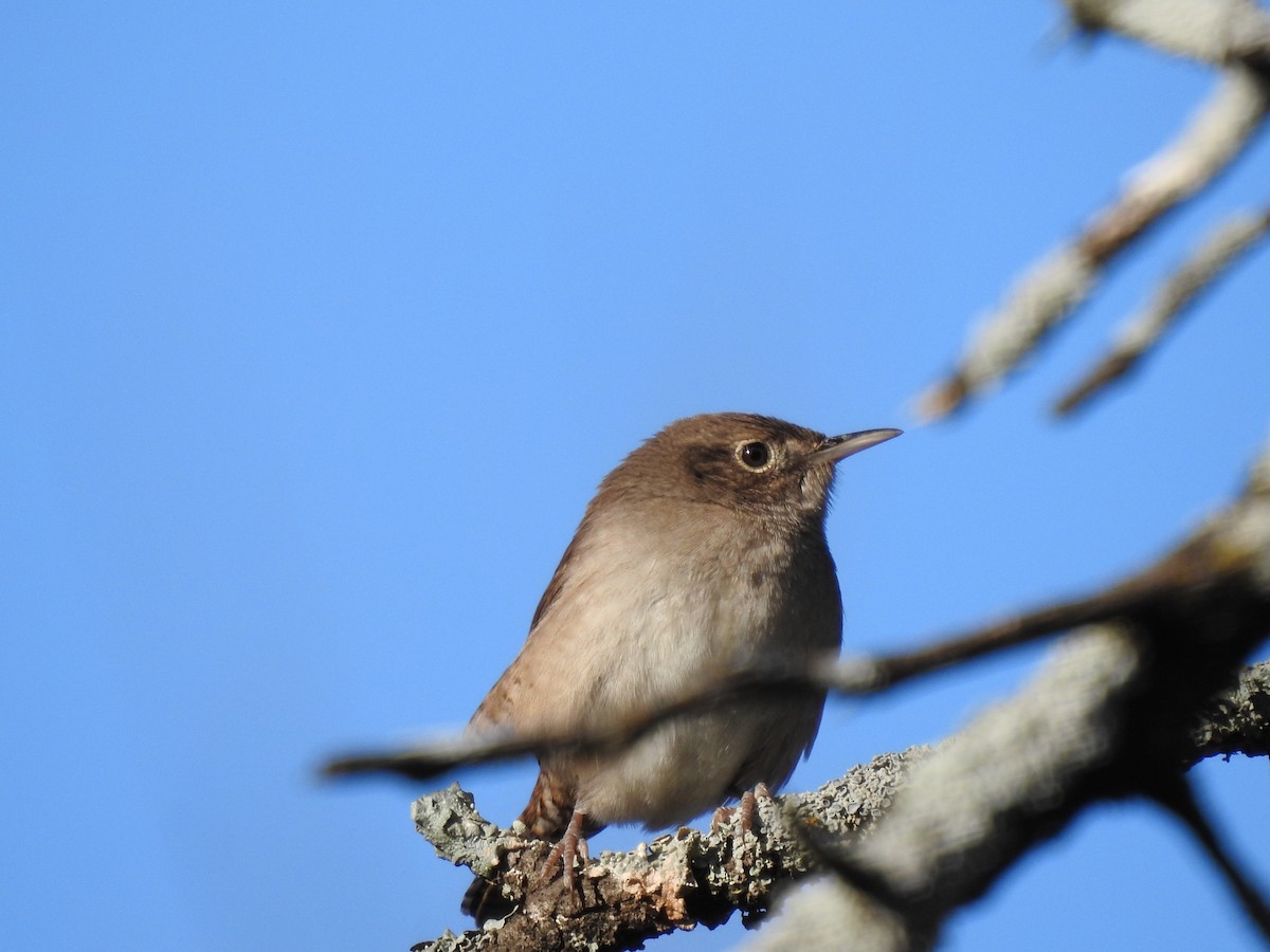 House Wren - ML283314151