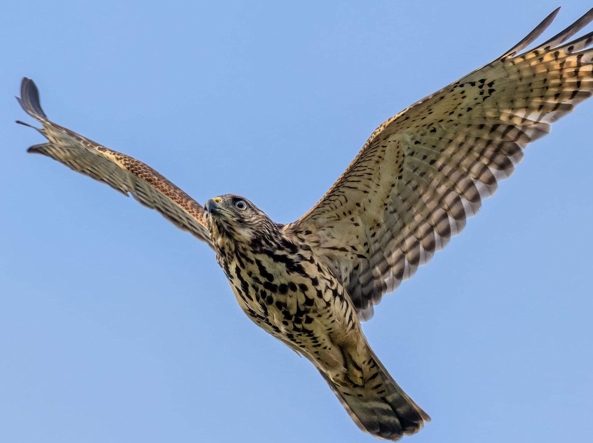 Red-shouldered Hawk - Cynthia King