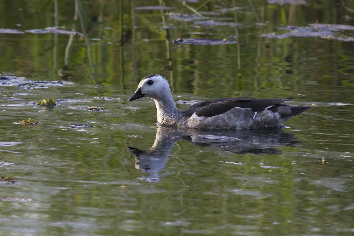 Cotton Pygmy-Goose - ML28331451