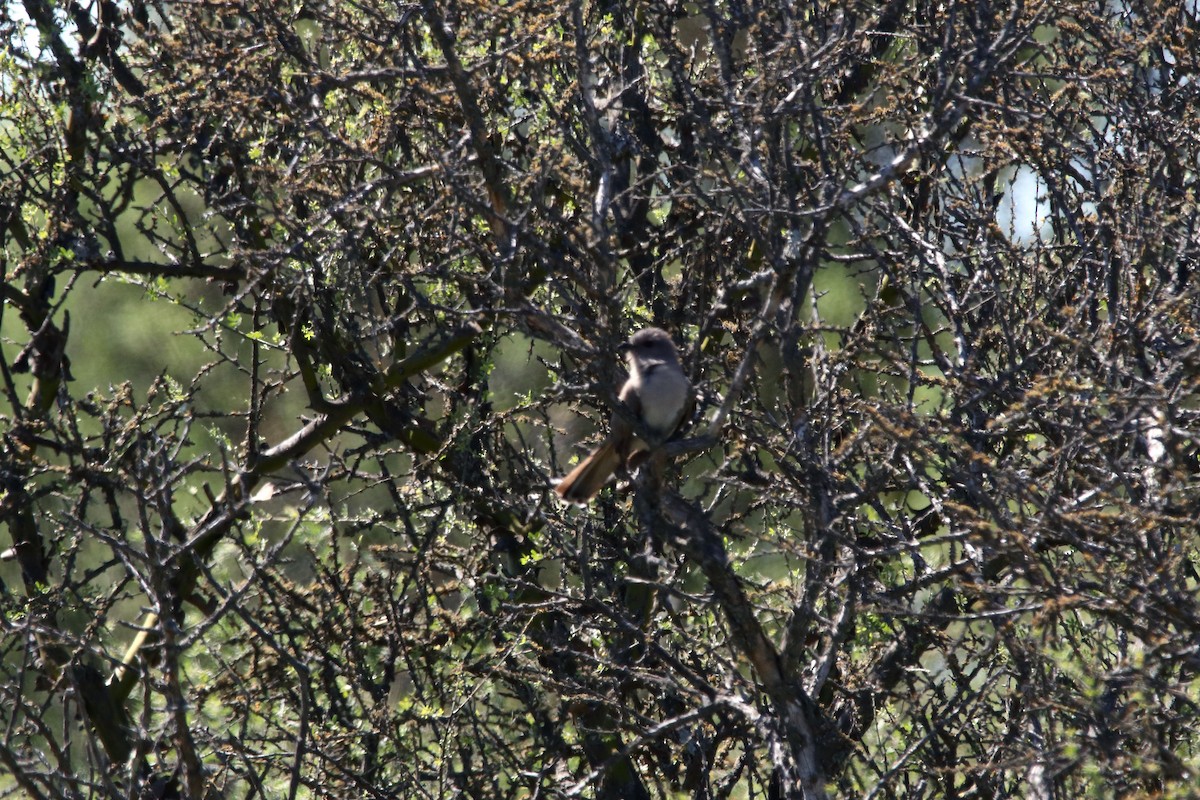 Ash-colored Cuckoo - ML283315331